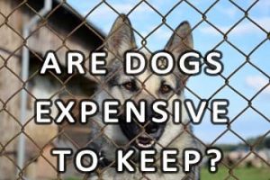 Are dogs expensive to keep?