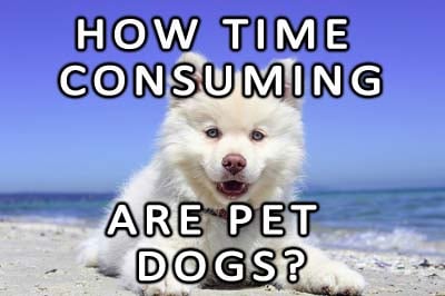 How time consuming are dogs?