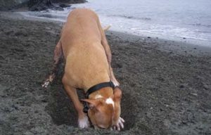 How do I stop my dog from digging?