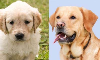 why is it better to get a puppy than an older dog?