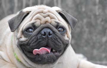 Most Asked Questions About Pugs