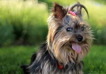 Are Yorkshire Terriers protective of their owners?