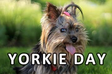 What is Yorkie day?