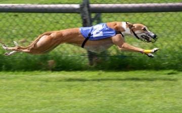 What is a Greyhound racing?
