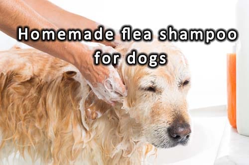 Homemade flea shampoo for dogs