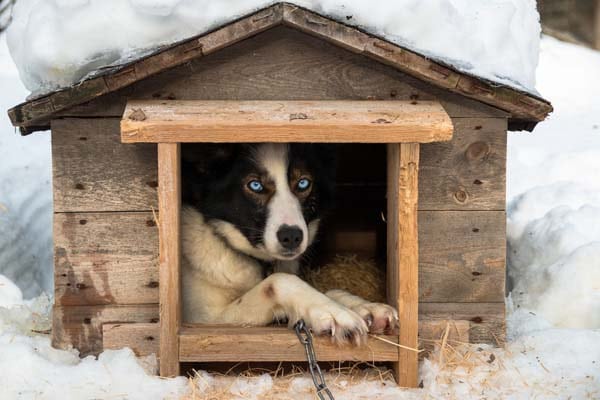10 Best doghouses (Which one should I buy)