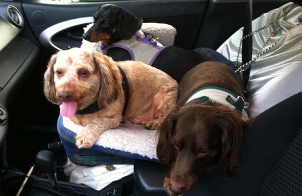 dog car seats