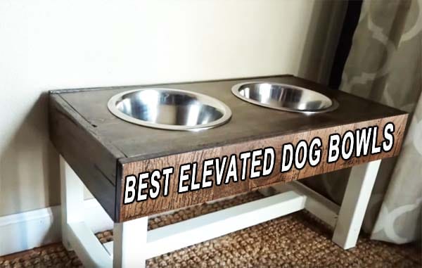 raised dog bowls
