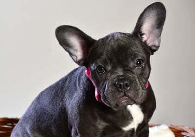 Are French Bulldogs disobedient?