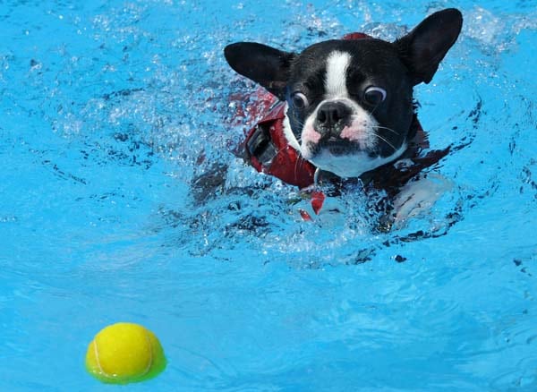 Is swimming a good sport for French Bulldogs?
