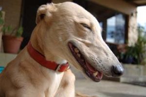 Do Greyhounds have any unusual or funny habits?