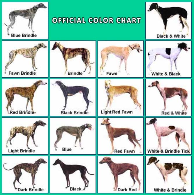 Best questions about Greyhounds | Doggypure.com