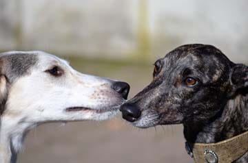 Best questions about Greyhounds