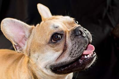 Are French Bulldogs really from France?