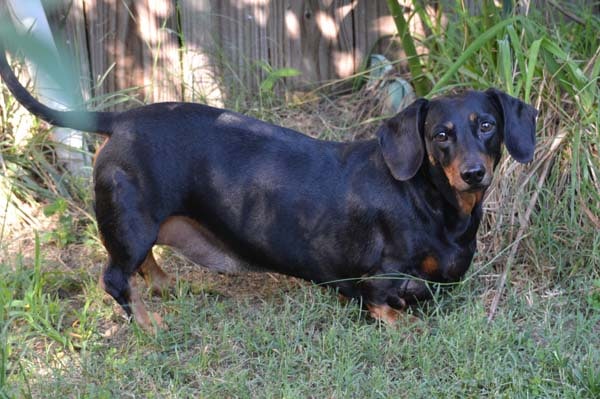 What's the three categories of Dachshunds dogs?