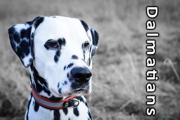 Are dalmations good dogs