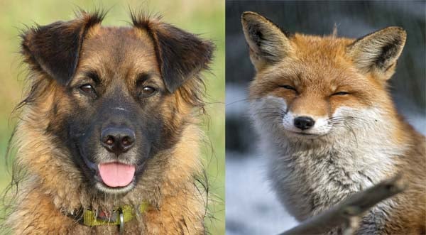 fox x dog
