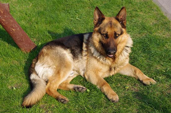 German Shepherd Police dog