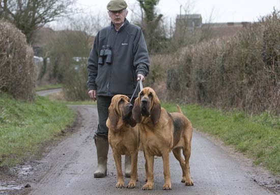 2 Bloodhounds