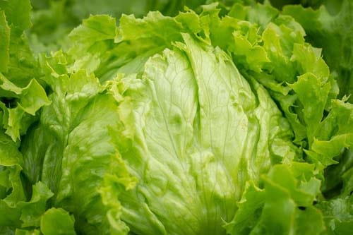 Can dogs eat iceberg lettuce