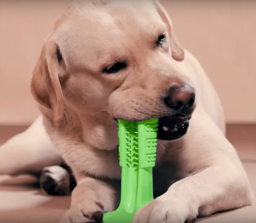 Best dog teeth cleaning toys