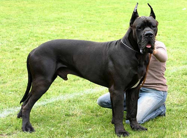 raised dog bowls for great danes